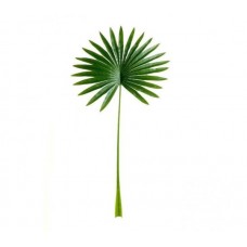 RAMOS DE HOJAS X 1 PALMERA ABANICO 77 CM