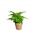 PLANTA ARTIFICIAL EN MACETA TIPO TERRACOTA