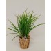 PLANTA ARTIFICIAL 45 CM JUNCO CON MACETA GRASS