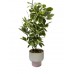 PLANTA ARTIFICIAL VARIEGADA CON MACETA CERAMICA